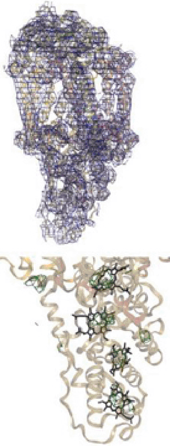 Image: Model from improved method of protein imaging (Photo courtesy of the University of Gothenburg.)